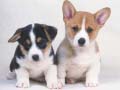 Spel Schattige Puppies Puzzel online