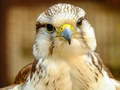 Spel Gyrfalcon Puzzel online