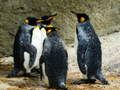 Spel Koning Pinguïn Puzzel online