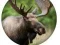 Spel Dierenquiz online