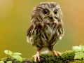 Spel Verborgen Dierensterren online