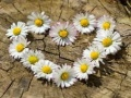 Spel Daisy Heart Puzzel online