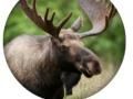 Spel Dierenquiz online