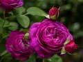 Spel Paarse rozen online