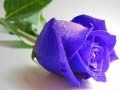 Spel Blauwe rozen online