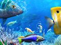 Spel Laten We Vissen online