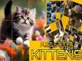 Spel Puzzel Glijdende Katten online