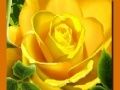 Spel Gele Rozen online