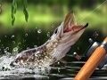 Spel Ochtendvangst online Spel Ochtendvangst online