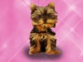 Spel Huisdieren Wassen Prinses Kinderen online