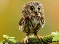 Spel Verborgen Dierensterren online