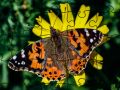 Spel Puzzel: Lente online