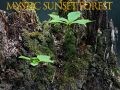 Spel Mystiek zonsondergangsfore online