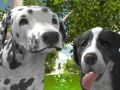 Spel Hond Simulator 3D online