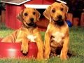 Spel Puppy Pairs Puzzel online