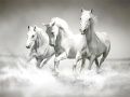 Spel Paardenpuzzel online Spel Paardenpuzzel online