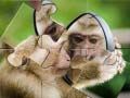 Spel Chimpanse Puzzel online