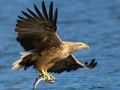 Spel Vliegende Vogels Glijden online
