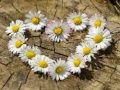 Spel Daisy Heart Puzzel online
