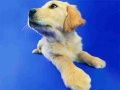Spel Grappige Katten en Honden Puzzel online