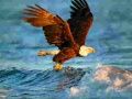 Spel Dieren Legpuzzel Arend online