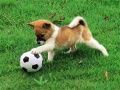 Spel Speelse Puppy Buitenpuzzel online