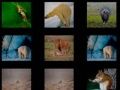 Spel Dieren Geheugen online