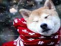 Spel Winter Huisdieren Puzzel online