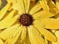Spel Bloemblad Regen Druppel Puzzel online