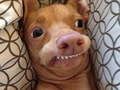 Spel Welke meme-hond ben jij? online