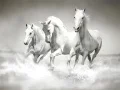 Spel Paardenpuzzel online Spel Paardenpuzzel online