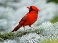 Spel Vogels Puzzel online Spel Vogels Puzzel online