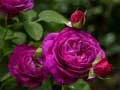 Spel Paarse rozen online Spel Paarse rozen online