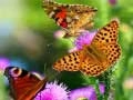 Spel Vlinderslide online Spel Vlinderslide online