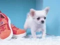 Spel Lief Puppypuzzel online Spel Lief Puppypuzzel online