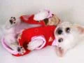 Spel Lieve Puppy Glijbaan online