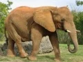 Spel Dieren Puzzel - Olifanten online Spel Dieren Puzzel - Olifanten online