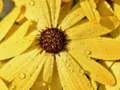 Spel Bloemblad Regen Druppel Puzzel online Spel Bloemblad Regen Druppel Puzzel online