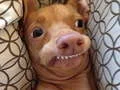 Spel Welke meme-hond ben jij? online