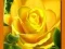 Spel Gele Rozen online