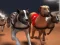 Spel Hondenraces online