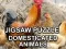 Spel Jigsaw Puzzle Huisdieren online