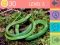 Spel 15 Beeld Quiz online