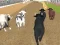 Spel Boze Stier Racen online