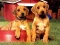 Spel Puppy Pairs Puzzel online