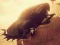 Spel Auto vs Zombie Derby online