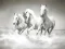 Spel Paardenpuzzel online Spel Paardenpuzzel online