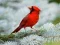 Spel Vogels Puzzel online