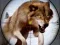 Spel Jacht op Wilde Dieren online