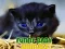 Spel Grappige Baby Dieren online